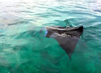 Begini Rasanya Berenang Dengan Pari Manta di Kepulauan Derawan
