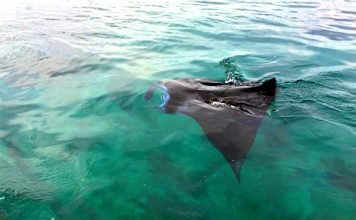 Begini Rasanya Berenang Dengan Pari Manta di Kepulauan Derawan