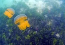 Lucunya Berenang Bersama Jutaan Ubur-ubur Unyu Di Danau Pulau Kakaban